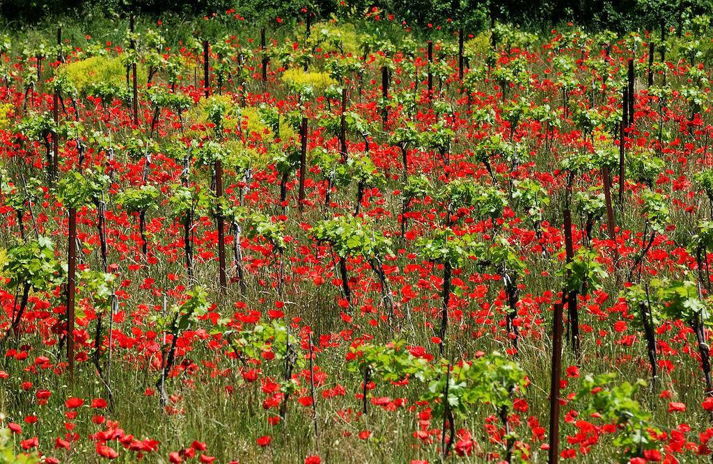 Une Campagne En Provence Bras Exterior photo