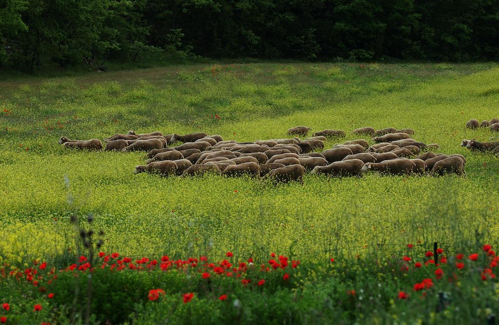 Une Campagne En Provence Hotel Bras Exterior photo